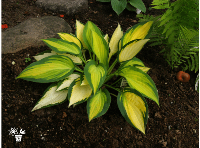 Hosta   'Orange Marmalade'